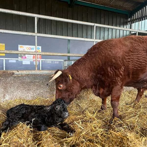 Lambs & Ewe | Lower Drayton Farm - image 1