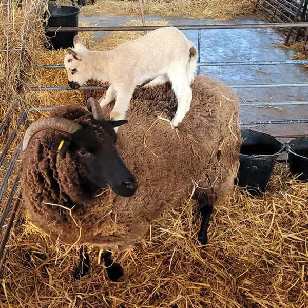 Lambs & Ewe | Lower Drayton Farm - image 1
