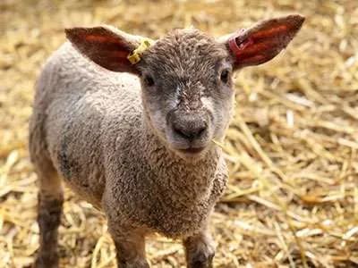 Lambs & Ewe | Lower Drayton Farm - image 2