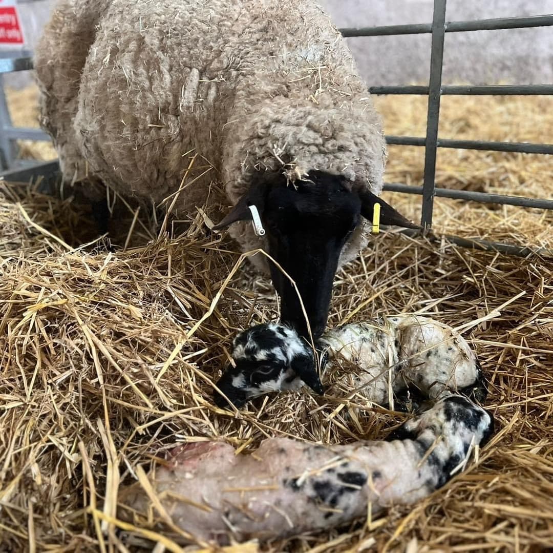Lambs & Ewe | Lower Drayton Farm - image 2