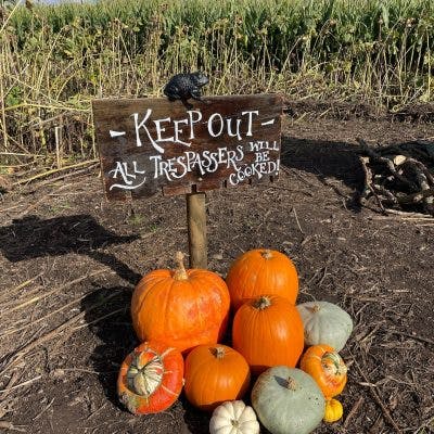 Spooky Maize Maze & Pumpkins | Lichfield - image 3