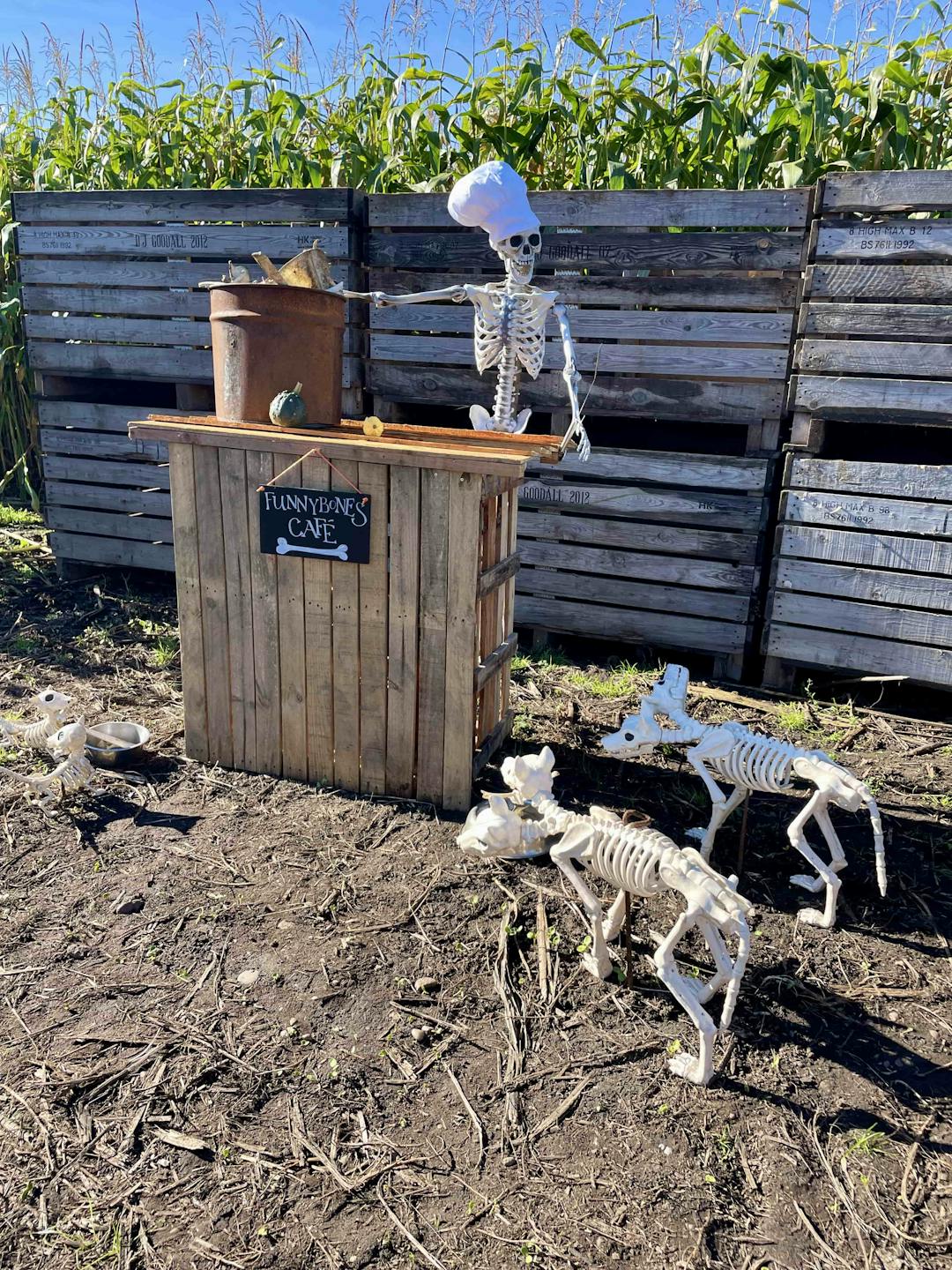 Spooky Maize Maze & Pumpkins | Lichfield - image 6