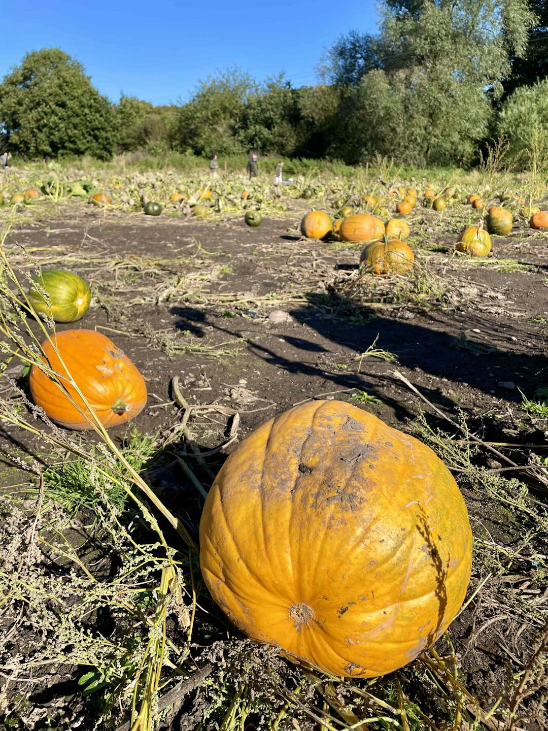 Spooky Maize Maze & Pumpkins | Lichfield - image 1