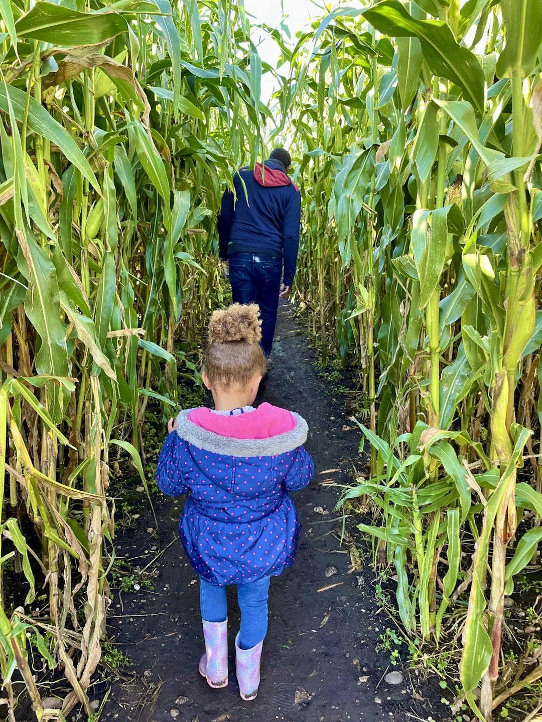 Spooky Maize Maze & Pumpkins | Lichfield - image 6